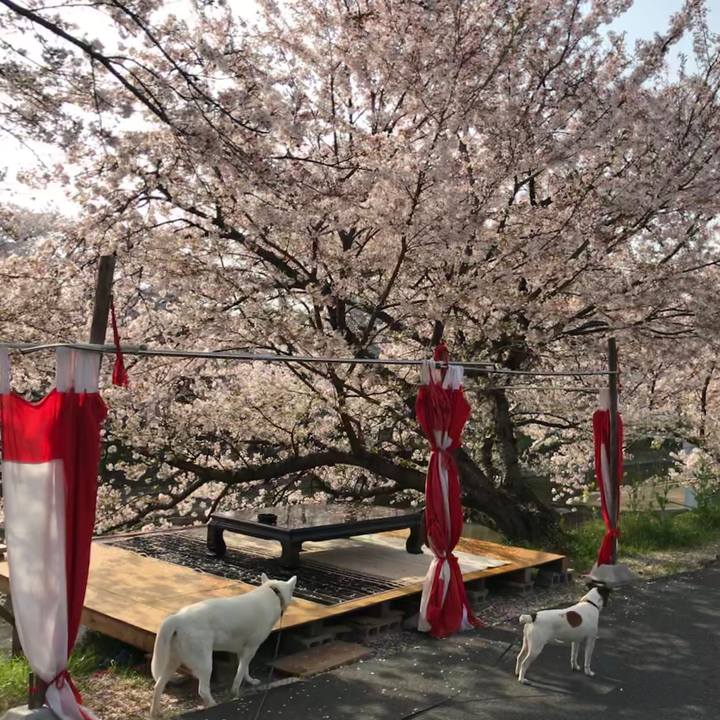 194c0c65 f7e6 47fe a5e8 50e31ca5f15b 1522547867197