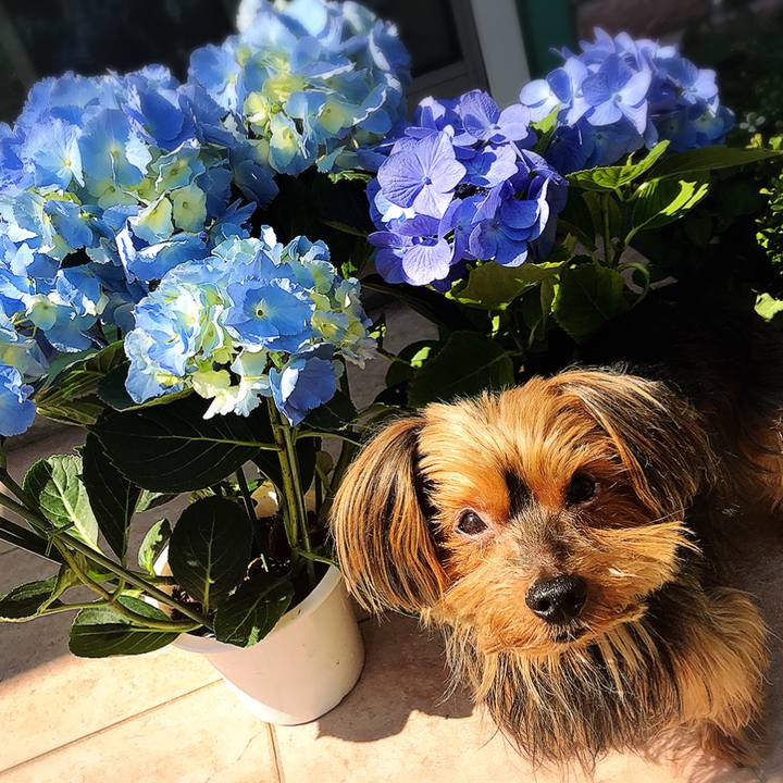 1950d723 76e1 47c8 9554 4b0ac9d70b55 1528095826662