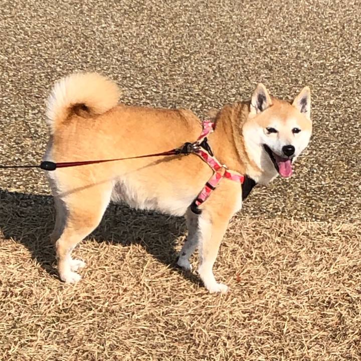 19527e93 782f 46b4 bccd e5d5ffe9e20d 1607772780328