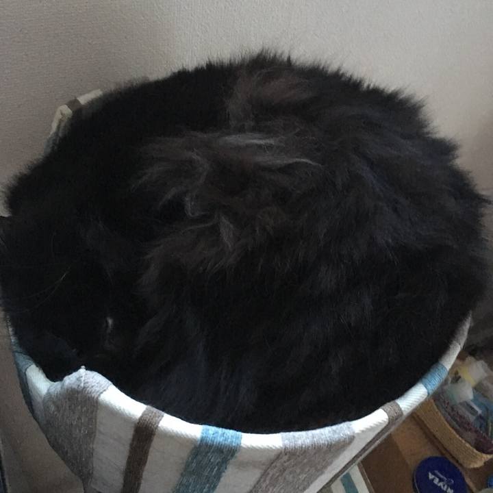 19543d96 2263 4412 9c9a d9e3c408eb49 1516019376783