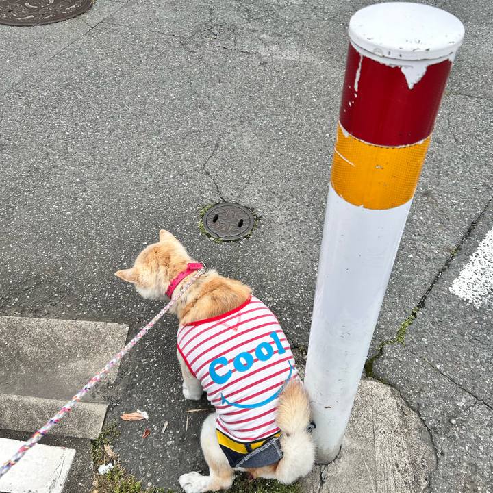 19561464 cd44 4682 9502 43406a235940 1747545105985