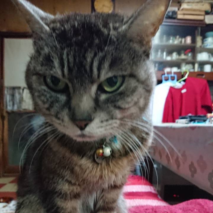 1956d8d8 6cdc 4595 91d1 375fc2270ace 1554373151431