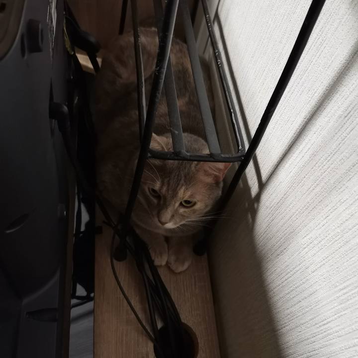 19599947 1849 4238 adcd e3387f2b6273 1598106846426