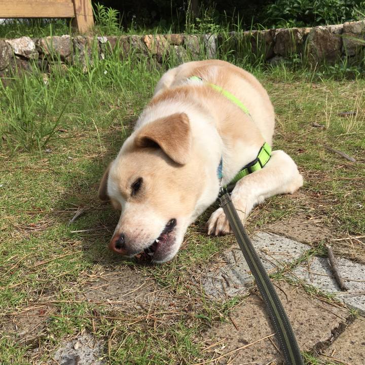 195afc96 9787 44f1 ba3c 76c292d3a6af 1528956732125