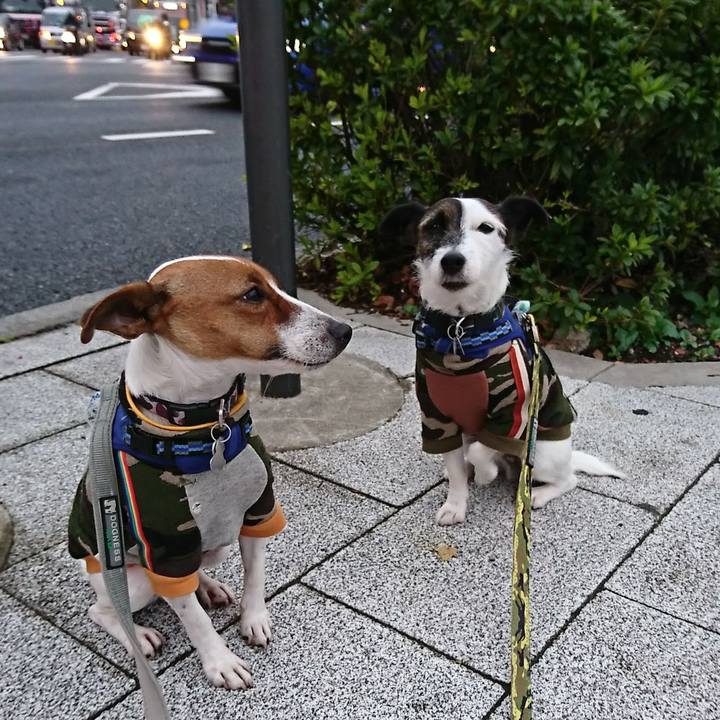 195ce018 5c85 4687 84c1 56d071d24652 1542837204270