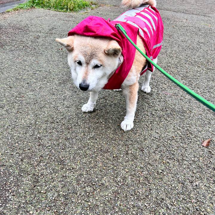 1961dee3 dc44 4640 9a22 f77341405c7a 1749532957626