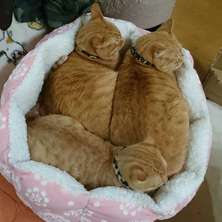 1965565a 0784 41fa a211 eff5751a41db 1552225616869