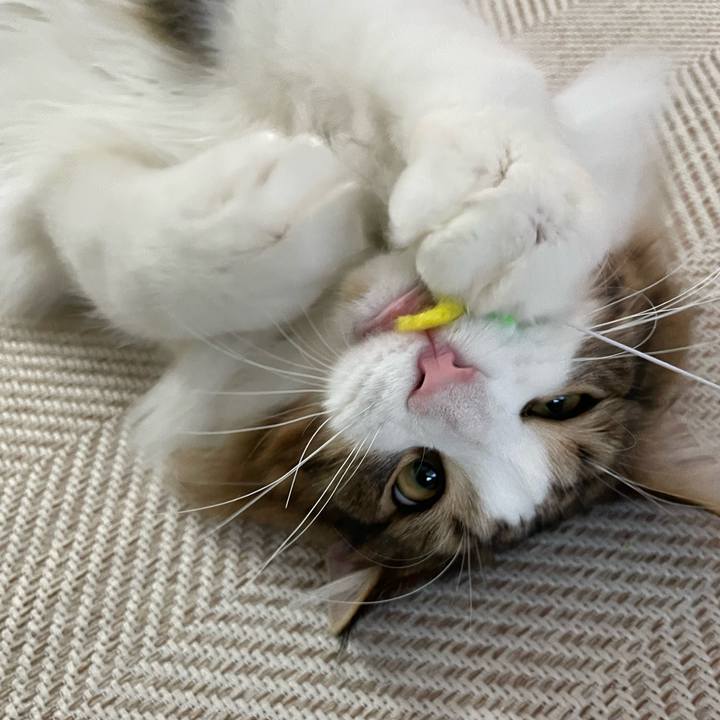 196787d5 c0b5 441c ae70 4a89c9c0b58b 1645866794615