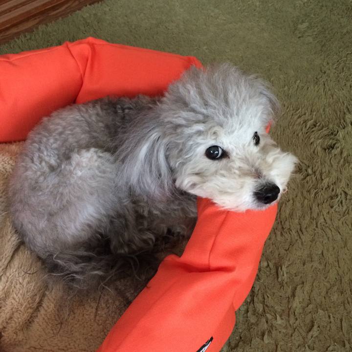 196946bb c0d2 4ecf 8d69 0e94e59866e9 1510874819614