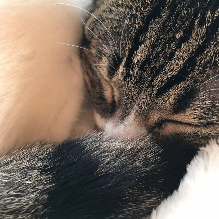 196a0525 cb1d 4f58 a6af fcb9169db87d 1514245194497