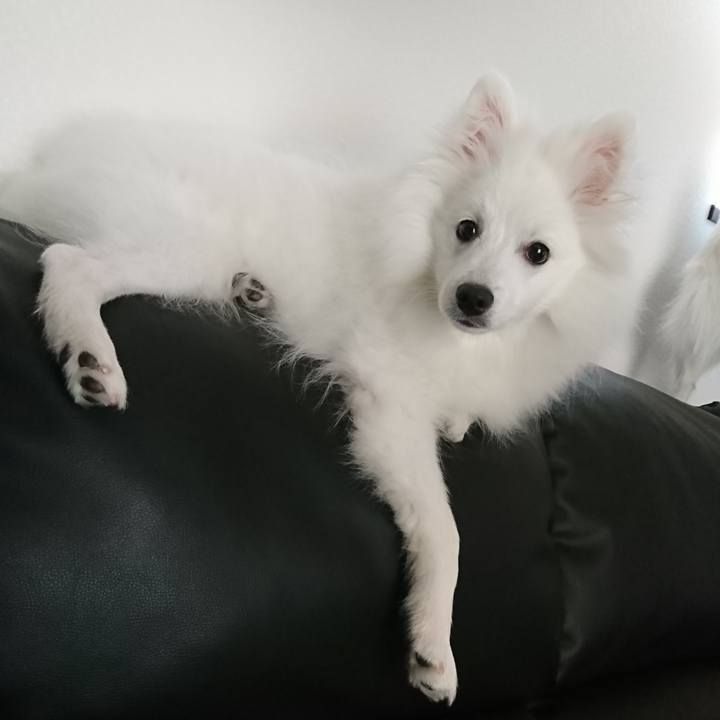 196a1cc8 d069 4e67 9159 723c25b0b322 1554273177022