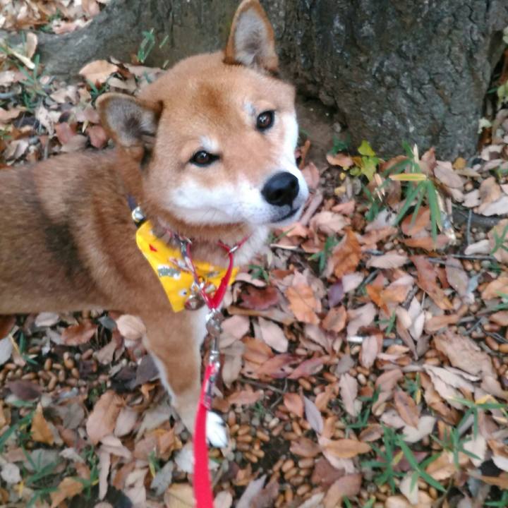 196b74ec 9c43 482a 922e d847f6e5632a 1512004537609