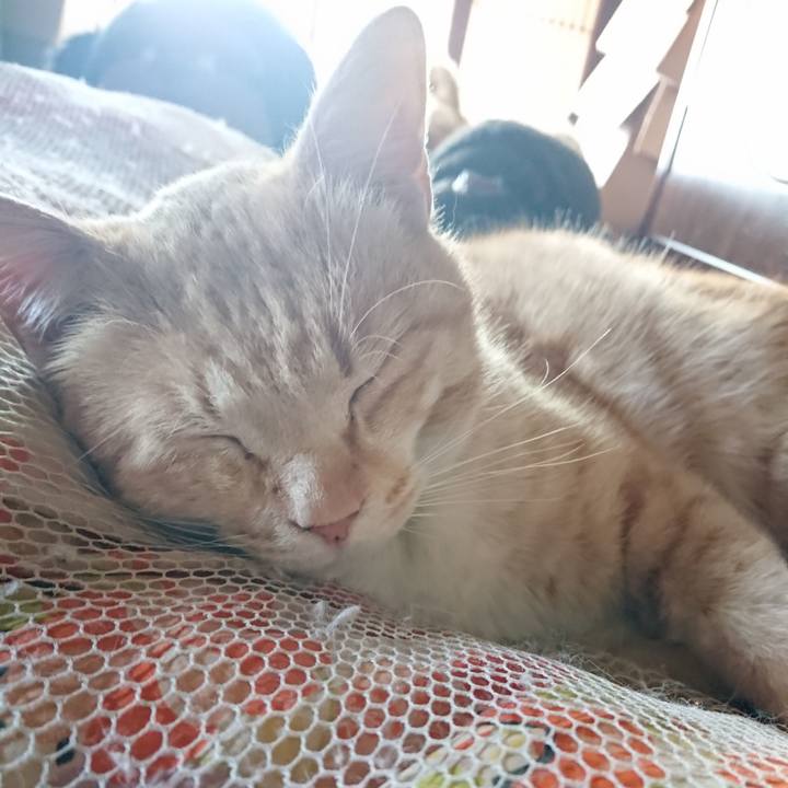 196c7e8a eedf 4414 9c9a d005b2ebb36f 1586391822033