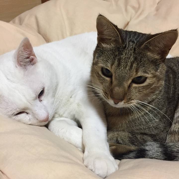 196e70bb 5675 446d b990 c5e8740684cf 1509891745094