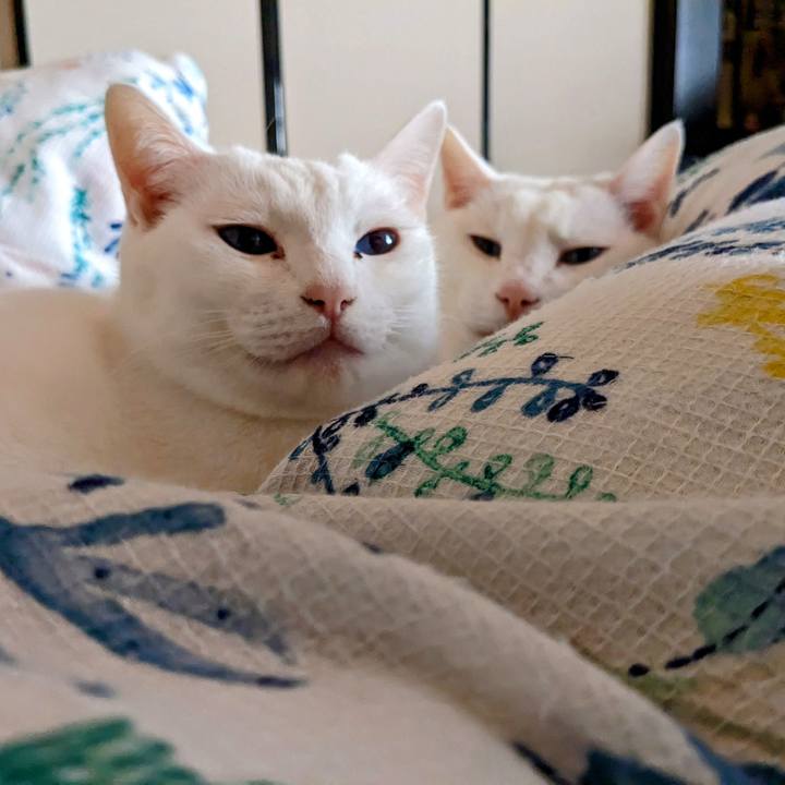 196f7854 e697 4273 a26f 4c2bd058d40c 1674259699727