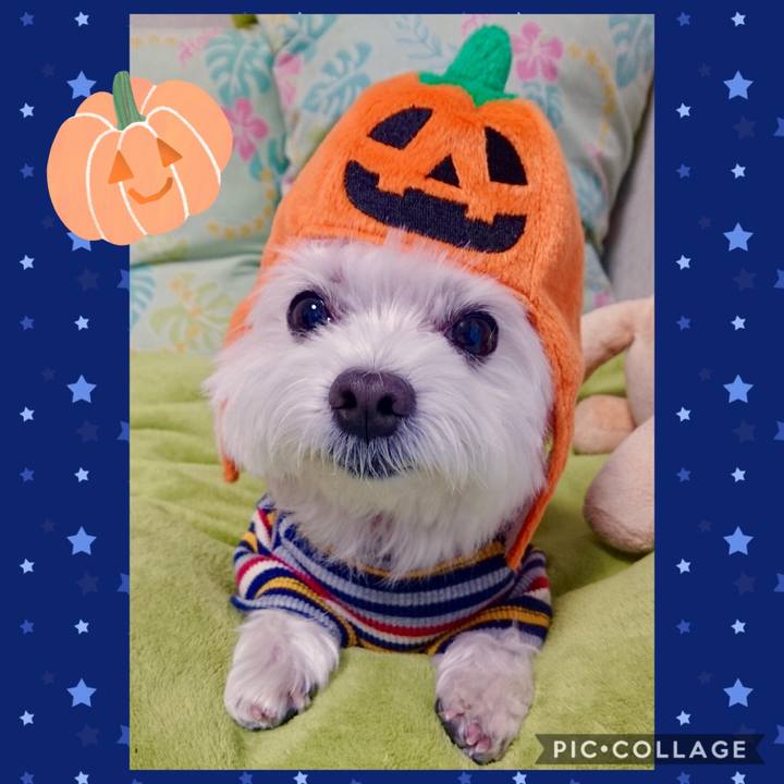 196fde91 2999 476a 8c0c 7b34be4f00bf 1570230732622