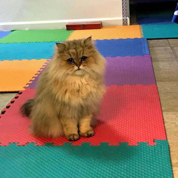 19706c75 f63c 4ab6 a791 d80e2dea1f0a 1517648036087