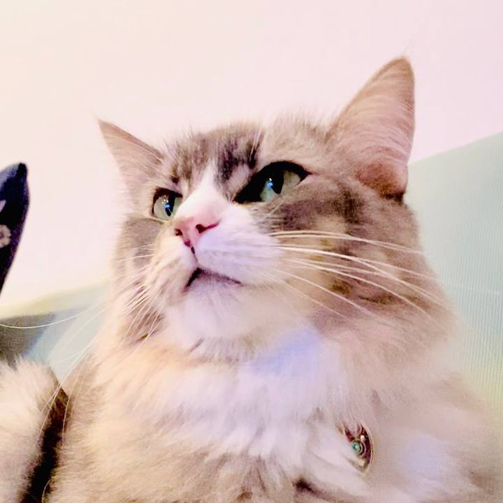 19715c13 fa2c 406c b85d a14c5feb72c8 1598460966351