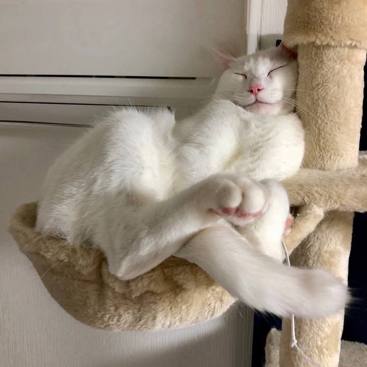 197352b0 0324 431f 86c4 4b056bd24f65 1522666615294