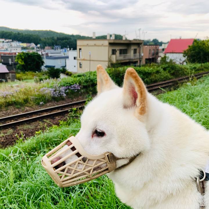 19761c88 d2f1 489c 9633 605032cc3c26 1600808837649