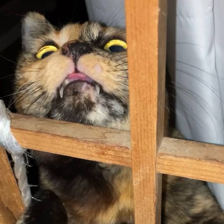 1977937d 9f1b 4efe 8578 906f981eb95b 1738787118226