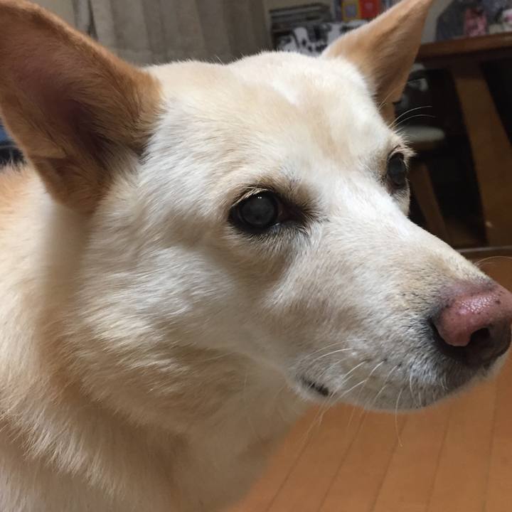 19784dde f02b 4631 b406 447f2f865d3c 1513515457896