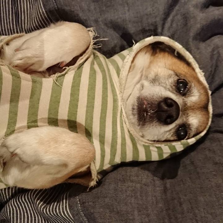 197a8a4a c2a5 4fe1 af1c ebf43d0989dc 1585234156994