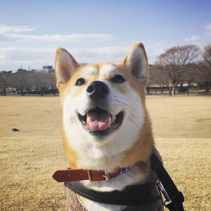 197acb2d 18a5 4d38 83f4 d5b4041f662a 1513594912996