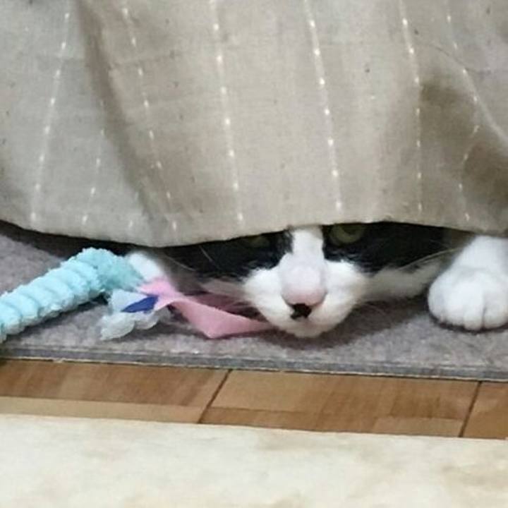 197b1c3c 5812 441f ba70 4e514c58154a 1510277579216