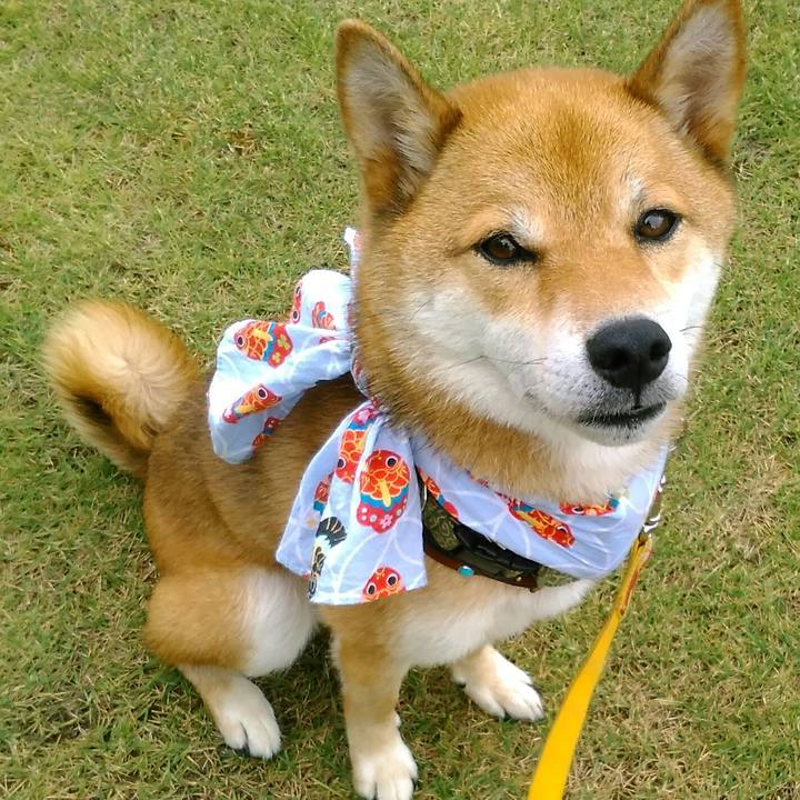 197b8566 16e9 478c a456 4b0d6a569ae2 1533512729067