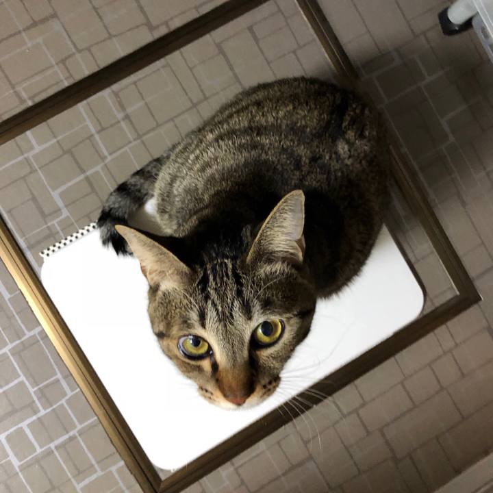 197c4256 6209 4a3c 8adc c6c6d68d983f 1516460666288