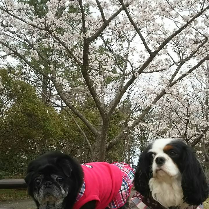 1981a115 1280 4420 8fd3 87f1c4142d90 1523445955575