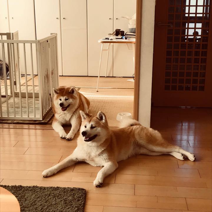 1981f781 4d73 4d5d b630 a60024d48b09 1514969683420