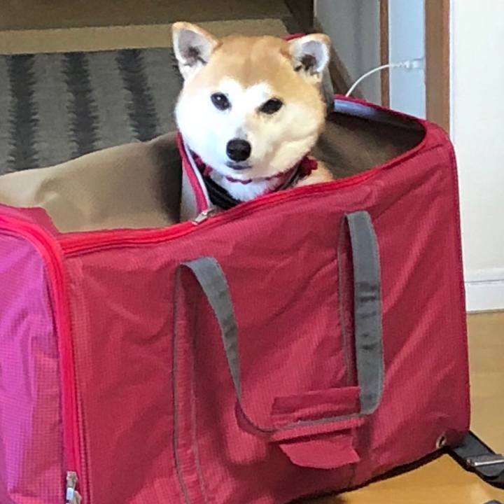 19855b2f 6fc6 4087 a4c0 27e4839997b4 1541809794266