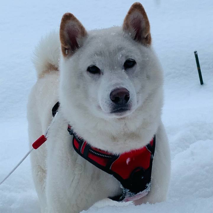 19862b46 b737 4564 a34e 4d247a87029c 1609112740137