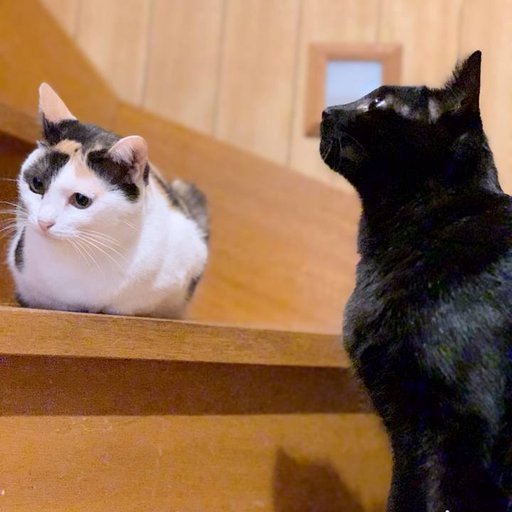 1986d7f6 85e5 4145 bbb6 57e5526379cc 1539827136333