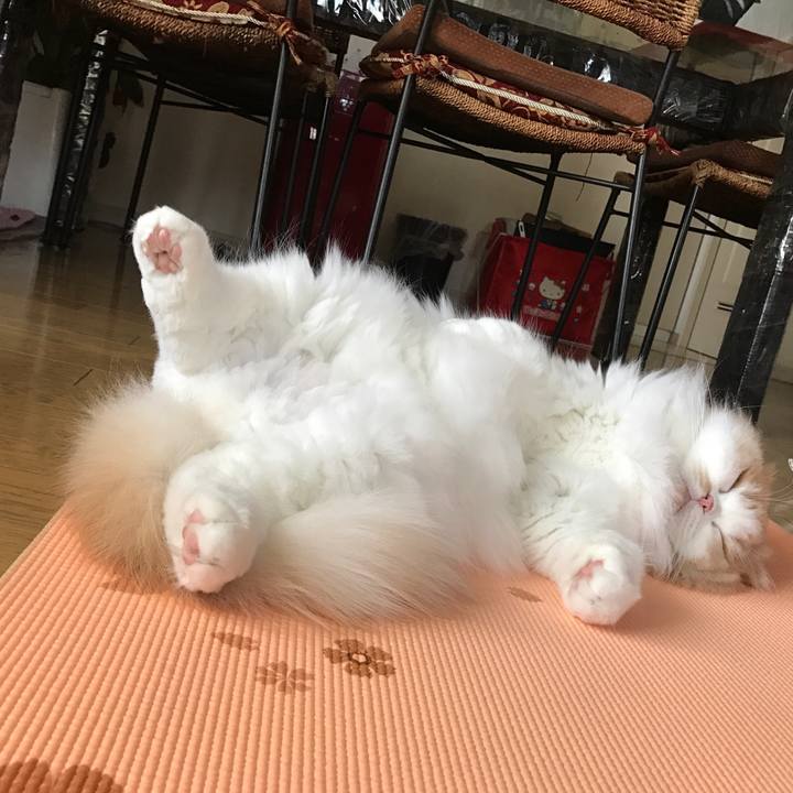 19871637 0fe6 4c16 933e 2bc6ee5bf12a 1513513068860