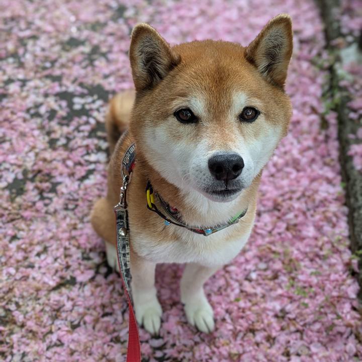 19878af7 952c 4e26 9d5e 017ca1b4b43f 1745645633765