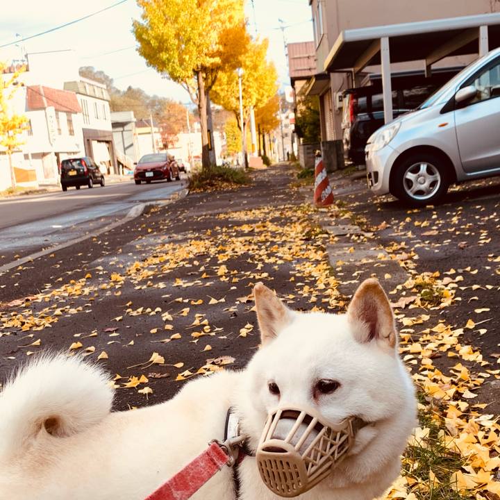 1987c77e a424 4646 9568 52919cbd1500 1603951766609