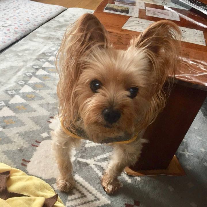 198aee80 cd6d 4343 a74c 4c6999d54ce2 1538899098918