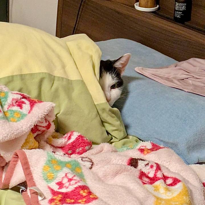 198c8b72 493f 4389 b903 919a3813fa3b 1770702990835