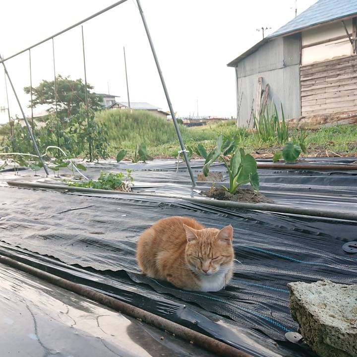 1990c50d 2628 4711 9235 5154b8e2ff66 1592426821483