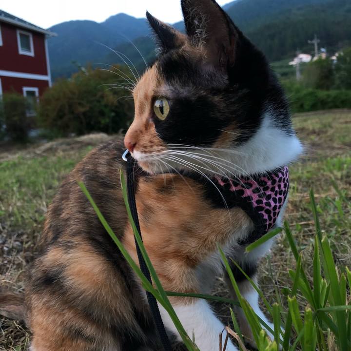 199327c0 40b6 4d70 8287 653da3b59cc8 1528377803556