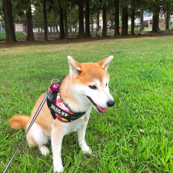 19955b30 8595 4dee 9d03 4bd882a67b94 1597831083290