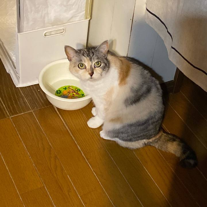 19985989 10d1 4492 a6b0 19dad345a9a9 1617285536528