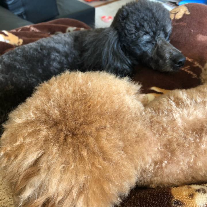 1998a137 6983 420a 8800 52501cbae647 1587783391500