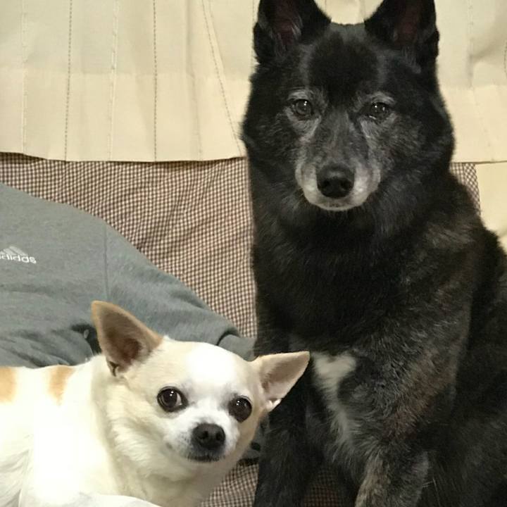 199bfd8c 8282 4a94 8a6b 1b81f590cb7b 1511526230334