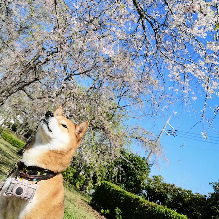 199f9276 4fb0 403e bfe7 32349c6b96f1 1617756201887