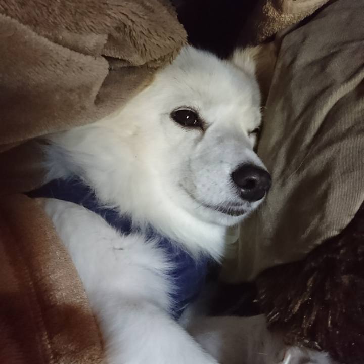 19a0e3f1 378f 417a 8135 62de4bfe272e 1511815897626