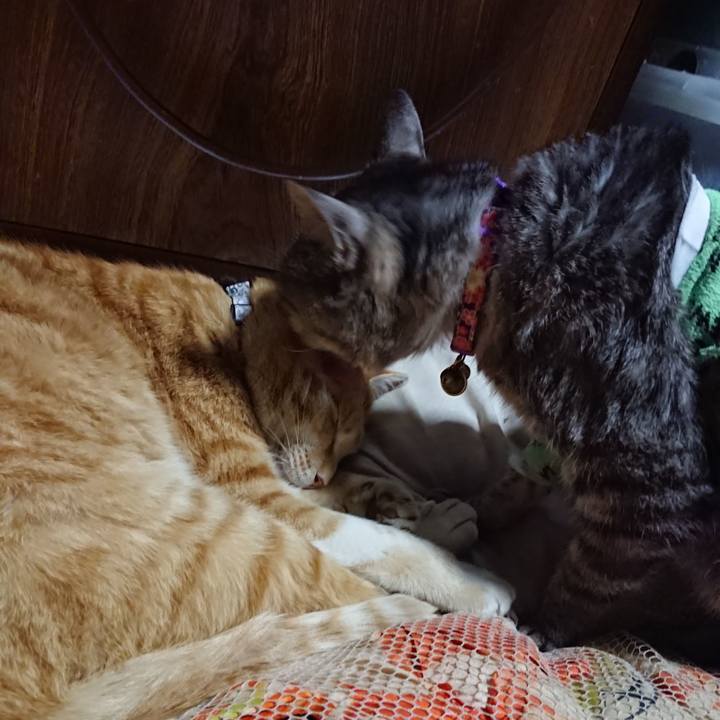 19a2d56a 5d68 4bee bcf8 3c32a795f49d 1587125906866